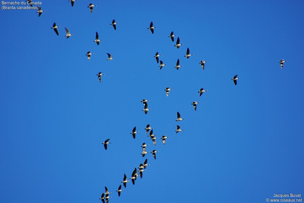 Canada Goose, Flight