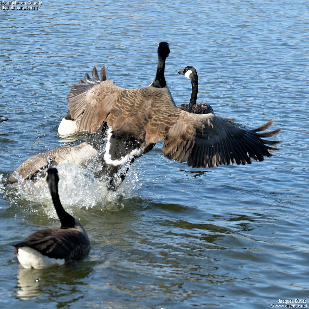 Canada Gooseadult, aspect, pigmentation, Flight, Behaviour