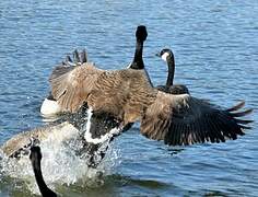 Canada Goose