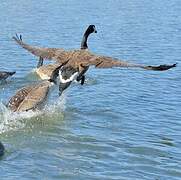 Canada Goose