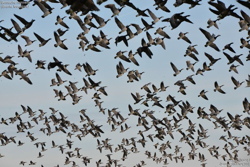 Barnacle Gooseadult, Flight, Behaviour