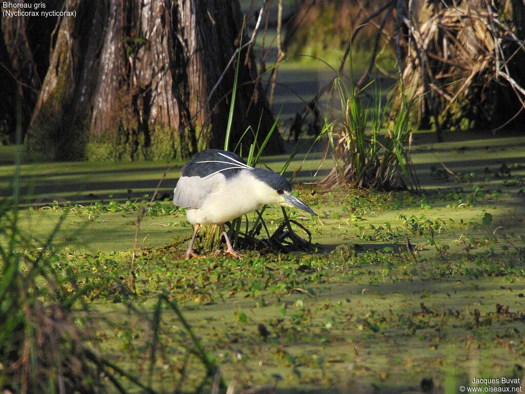 Black-crowned Night Heronadult