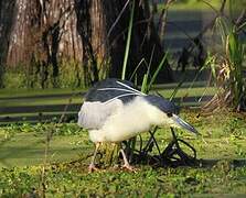 Black-crowned Night Heron