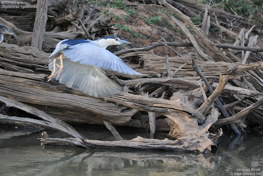 Black-crowned Night Heron male adult