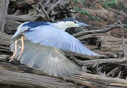 Black-crowned Night Heron