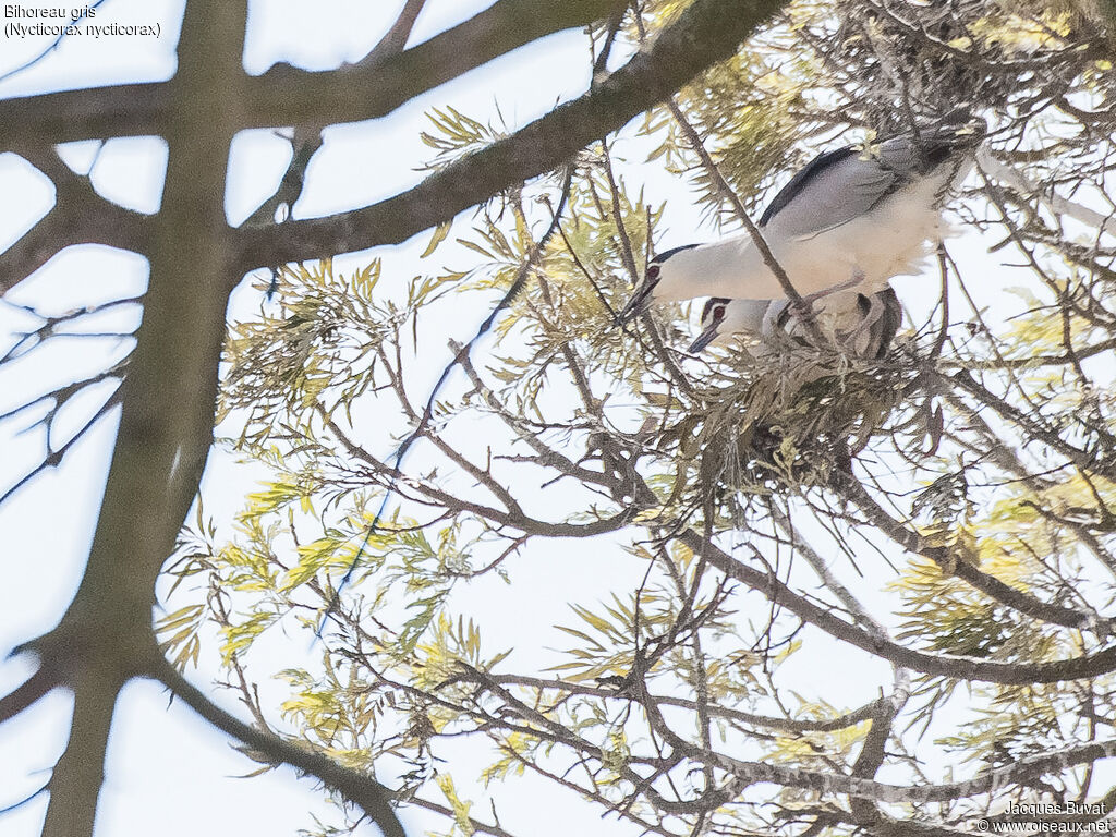 Black-crowned Night Heronadult breeding, aspect, pigmentation, Reproduction-nesting, colonial reprod.