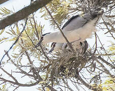 Black-crowned Night Heron