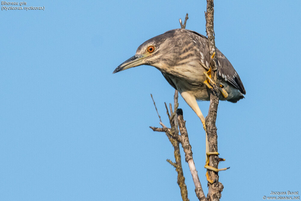 Black-crowned Night HeronFirst year