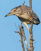 Black-crowned Night Heron