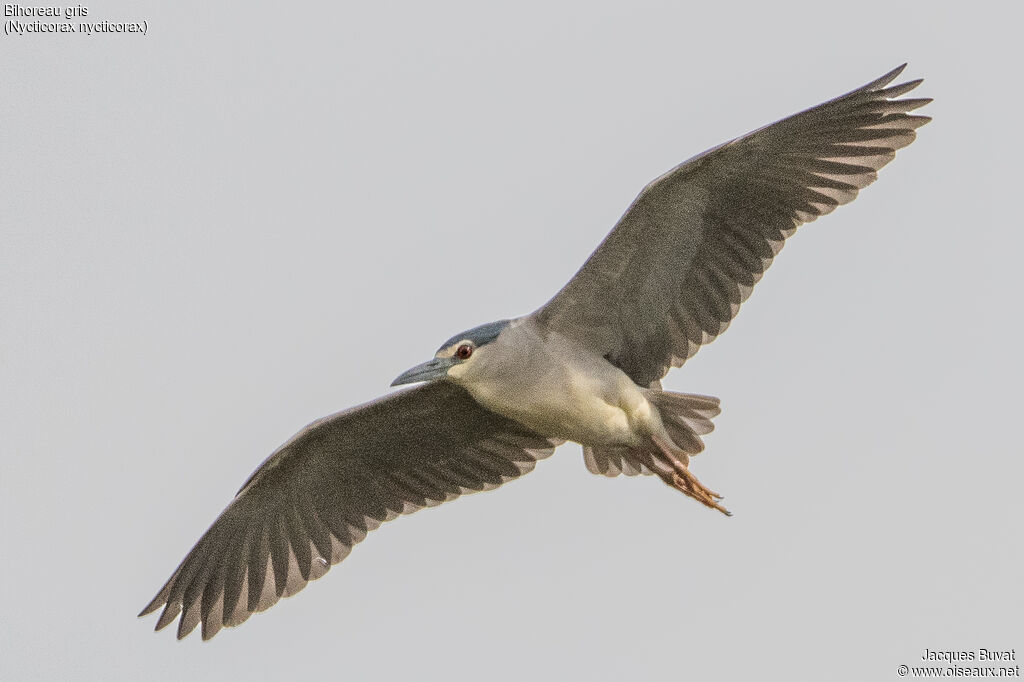 Black-crowned Night Heronadult, aspect, pigmentation, Flight