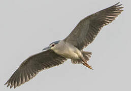 Black-crowned Night Heron