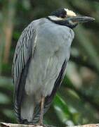 Yellow-crowned Night Heron