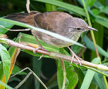 Little Rush Warbler