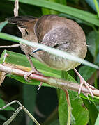 Little Rush Warbler