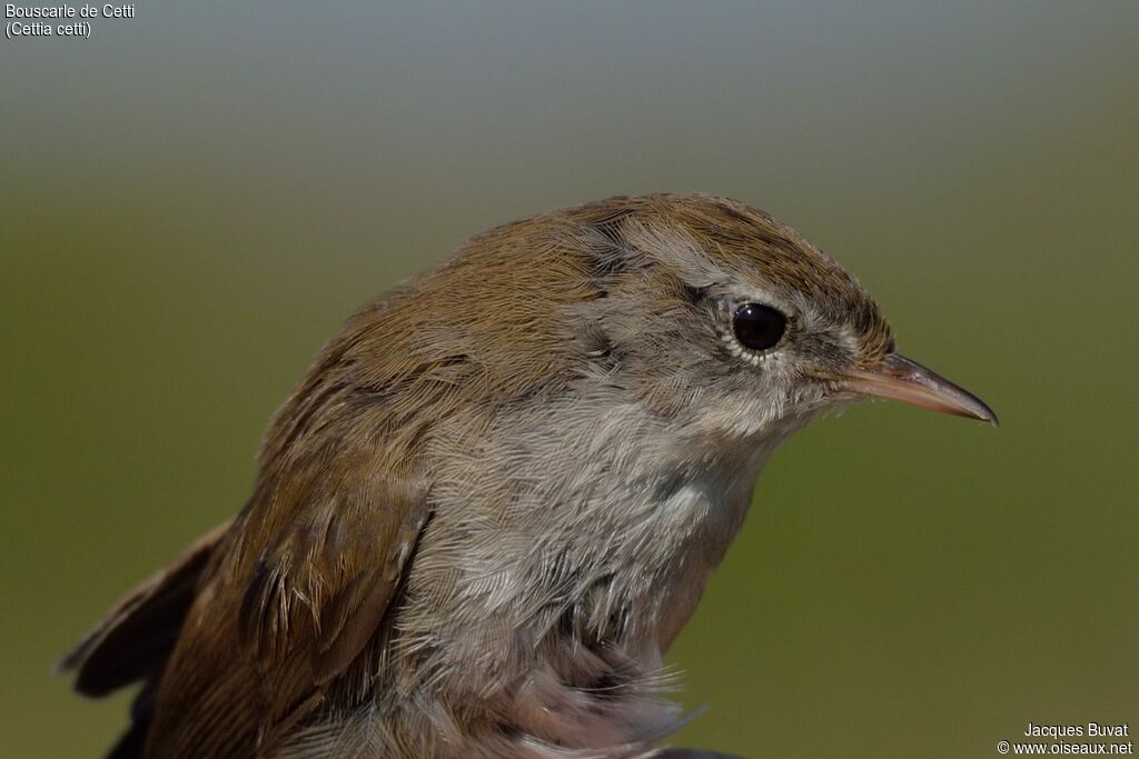 Cetti's Warbleradult