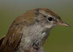 Cetti's Warbler