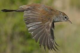 Cetti's Warbler