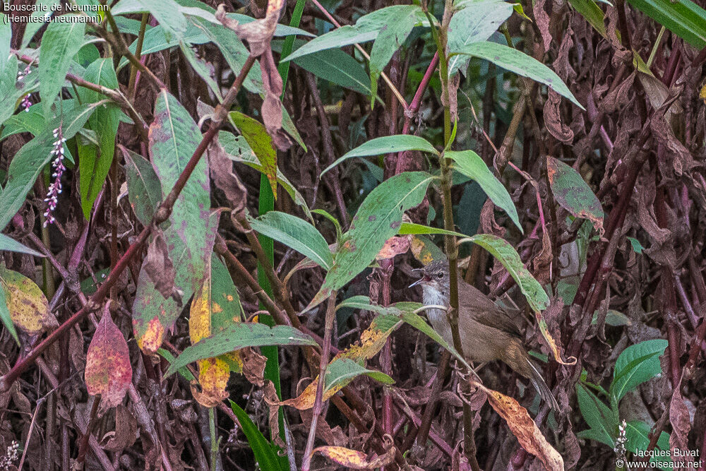 Neumann's Warbler male, adult, habitat, song