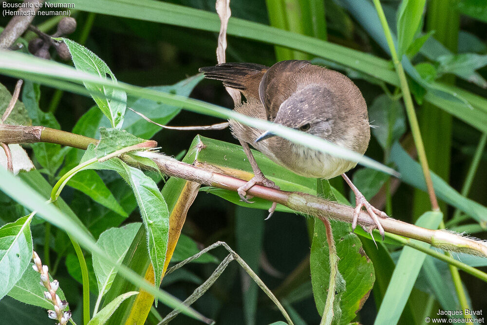 Neumann's Warbler adult