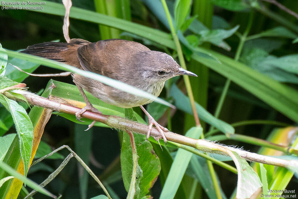 Neumann's Warbler adult, identification, pigmentation