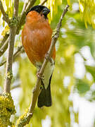 Eurasian Bullfinch