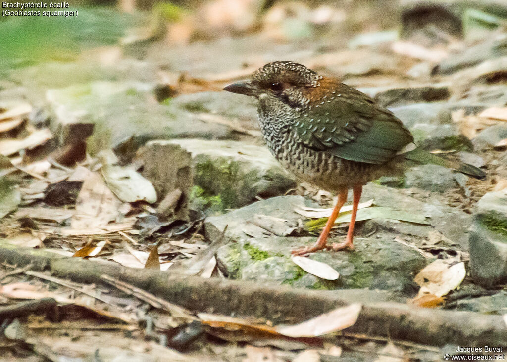 Brachyptérolle écailléadulte