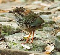 Scaly Ground Roller