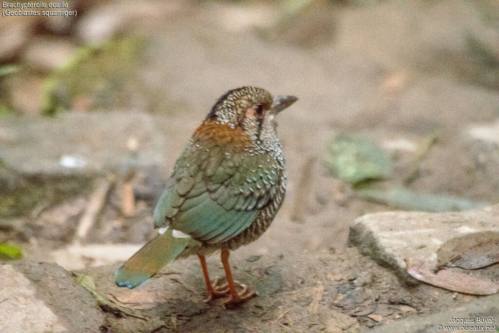 Brachyptérolle écailléadulte