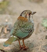 Scaly Ground Roller