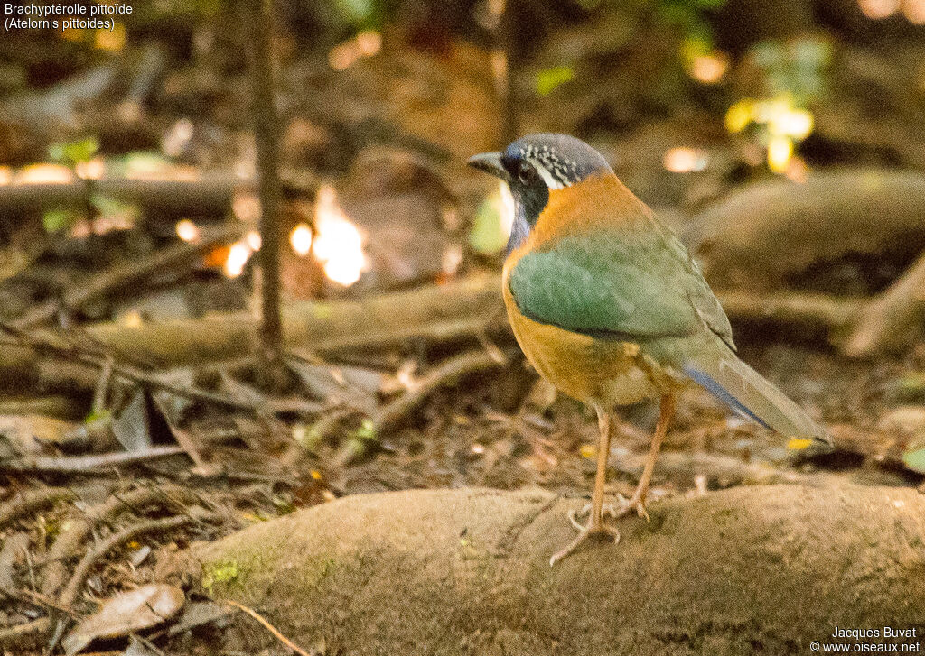 Pitta-like Ground Rolleradult, identification, habitat, aspect, pigmentation