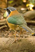 Pitta-like Ground Roller