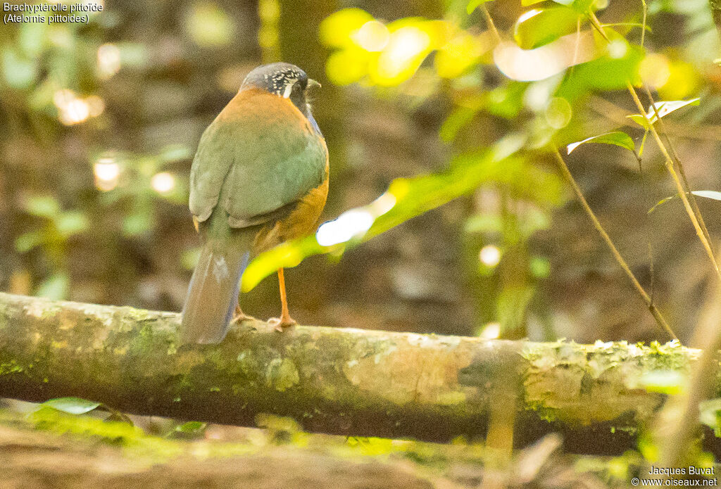 Pitta-like Ground Rolleradult