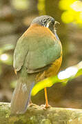 Pitta-like Ground Roller