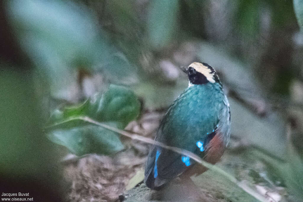 Green-breasted Pittaadult breeding