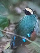 Green-breasted Pitta