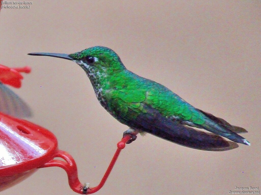 Green-crowned Brilliant female adult, identification, aspect, pigmentation, eats