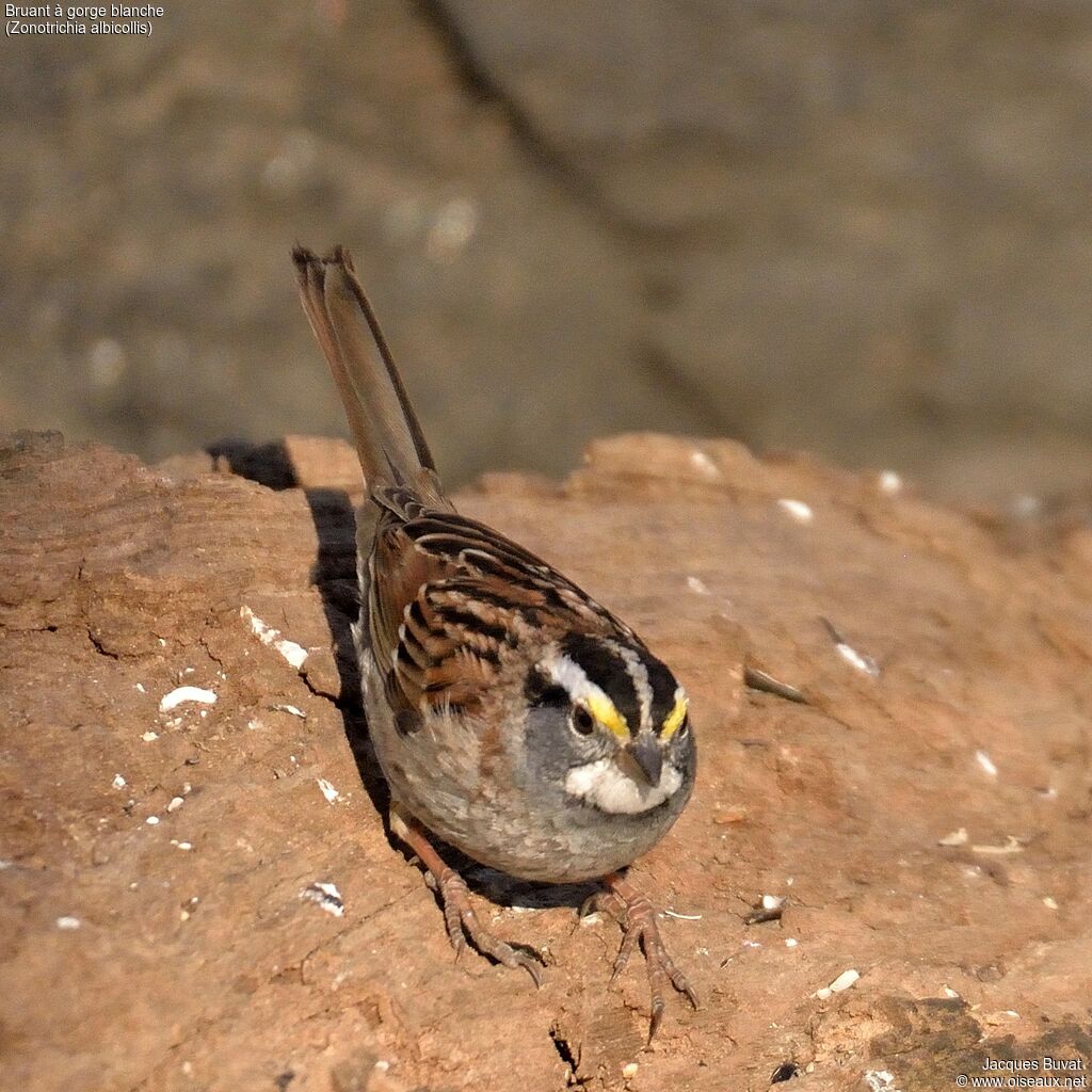 White-throated Sparrow