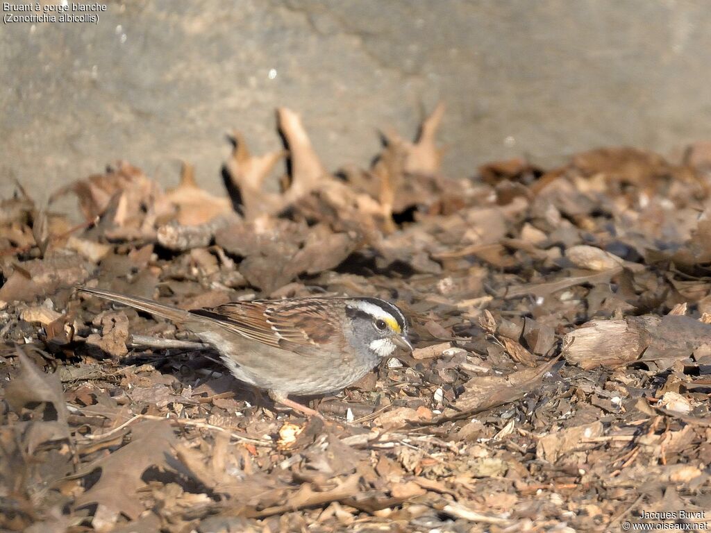 White-throated Sparrowadult, close-up portrait, aspect, pigmentation, walking