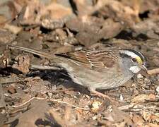 White-throated Sparrow