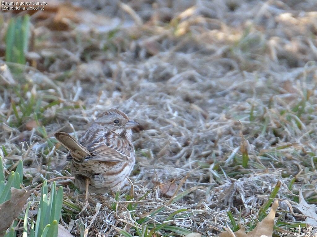 White-throated SparrowFirst year, identification, aspect, pigmentation, walking