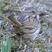 White-throated Sparrow