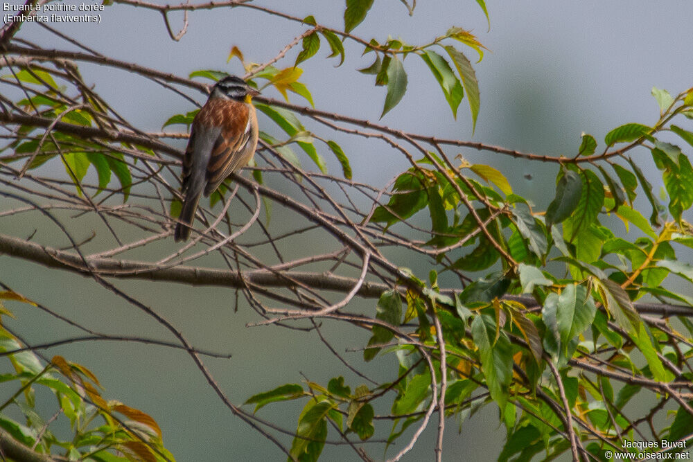 Bruant à poitrine dorée