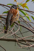 Golden-breasted Bunting