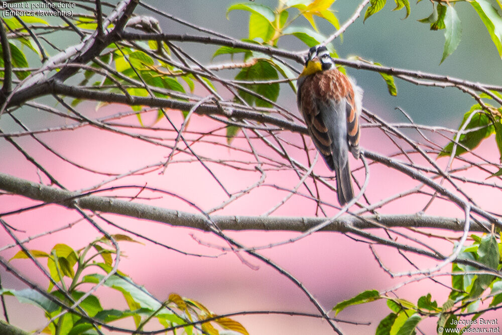 Golden-breasted Buntingadult