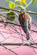 Golden-breasted Bunting