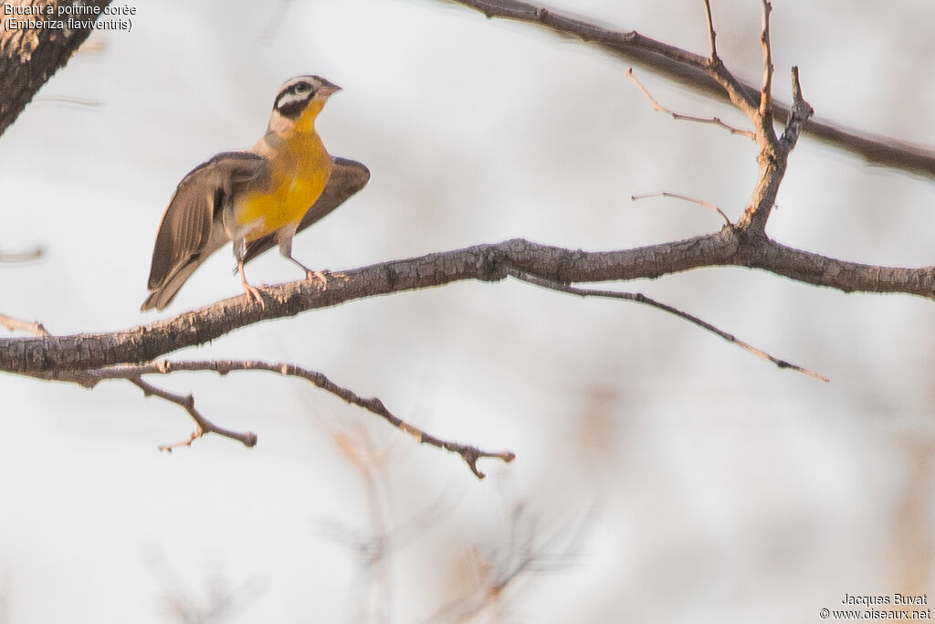 Golden-breasted Bunting male adult