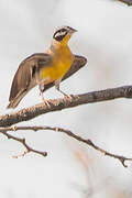 Golden-breasted Bunting