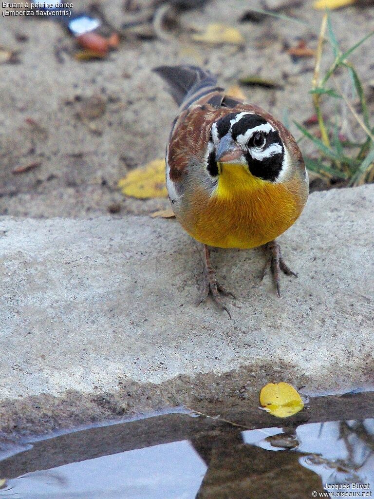 Golden-breasted Bunting male adult breeding