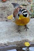 Golden-breasted Bunting