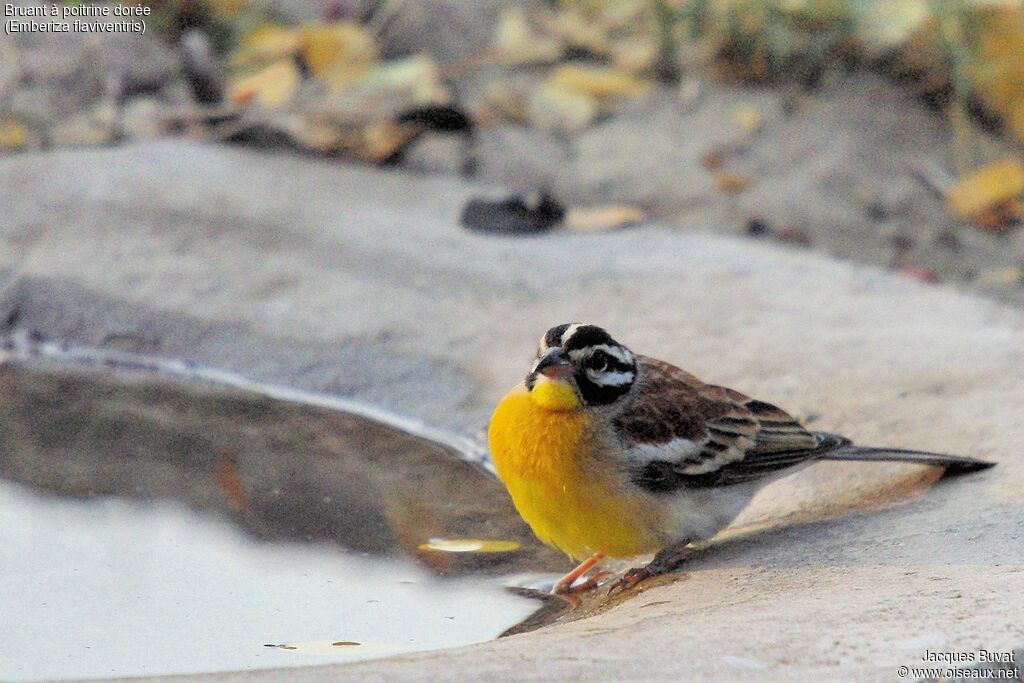 Golden-breasted Bunting male adult breeding